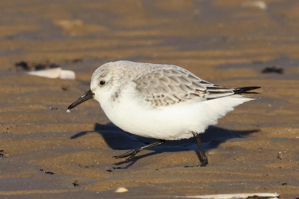 Sanderling