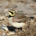 Shorelark