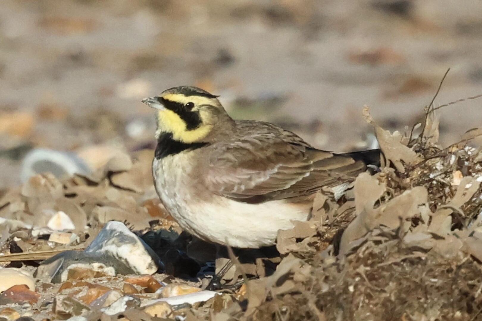 Shorelark