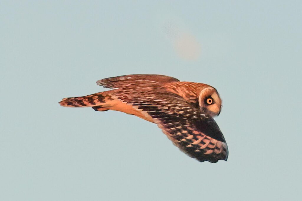 Short-eared Owl