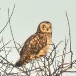 Short-eared Owl