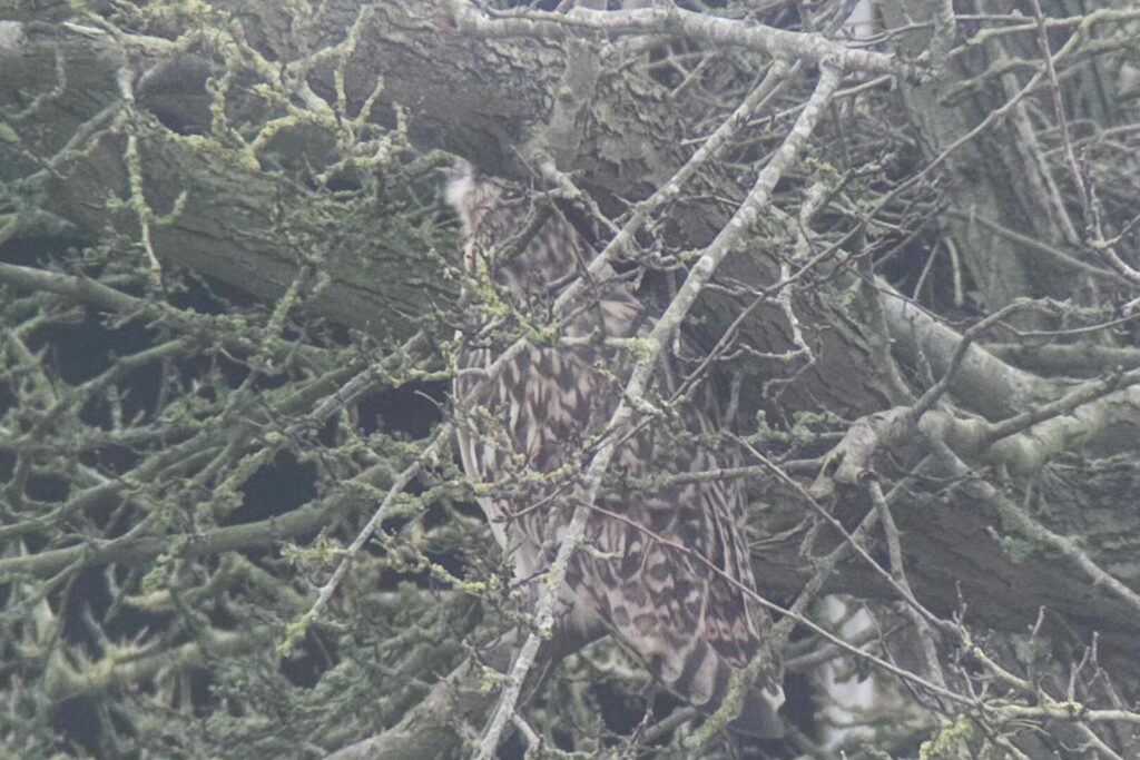 Short-eared Owl