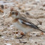 Snow Bunting