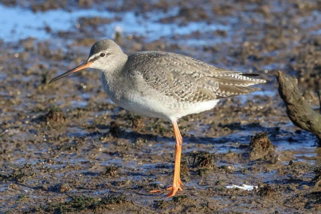 Spotted Redshank