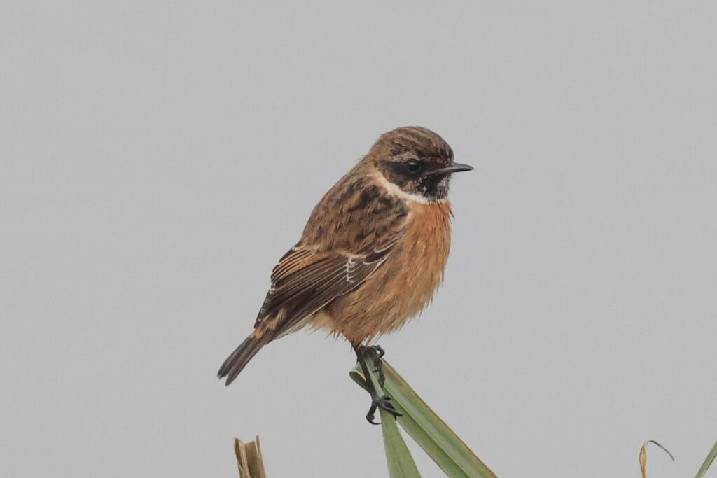 Stonechat