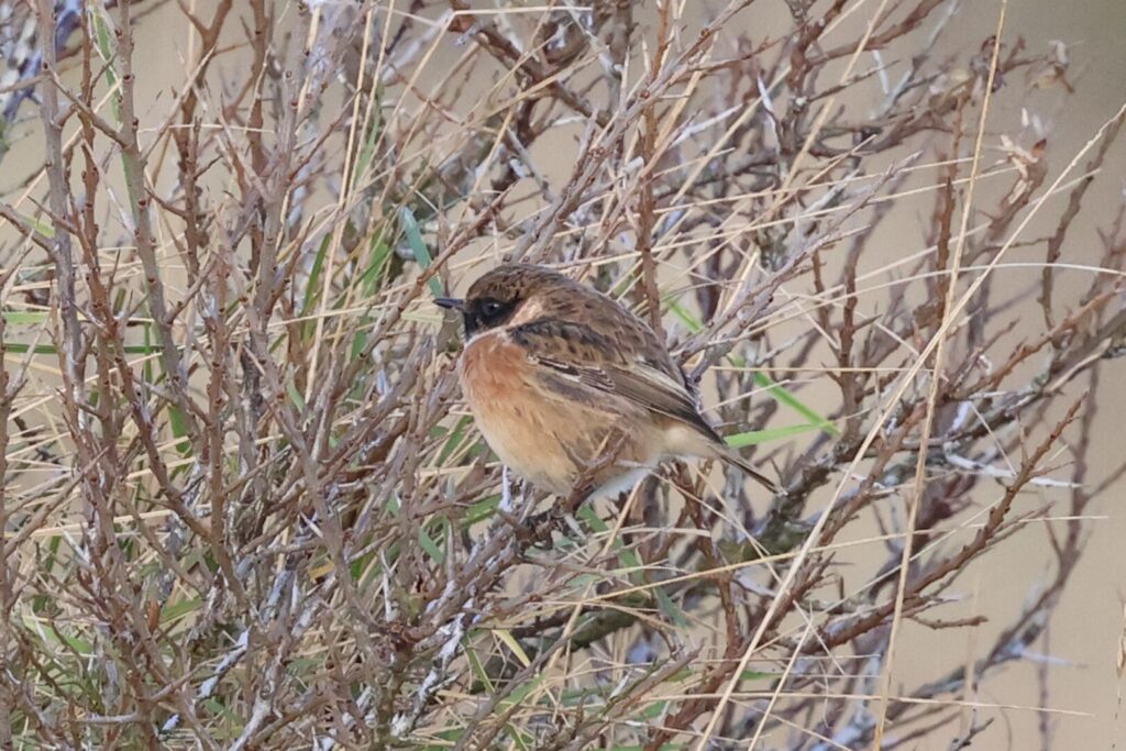 Stonechat