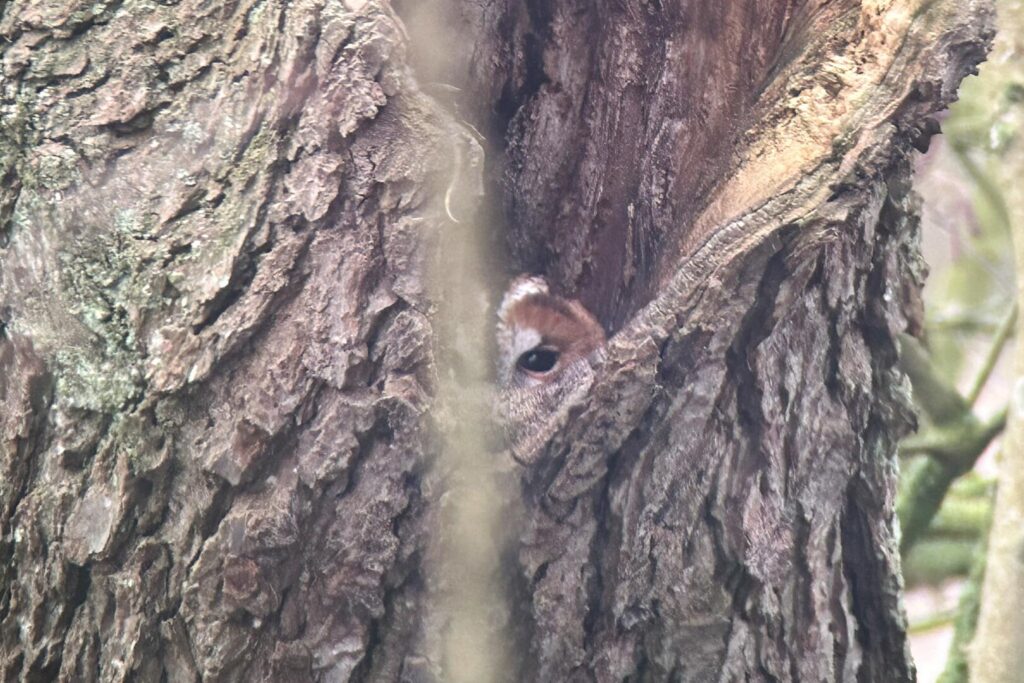 Tawny Owl