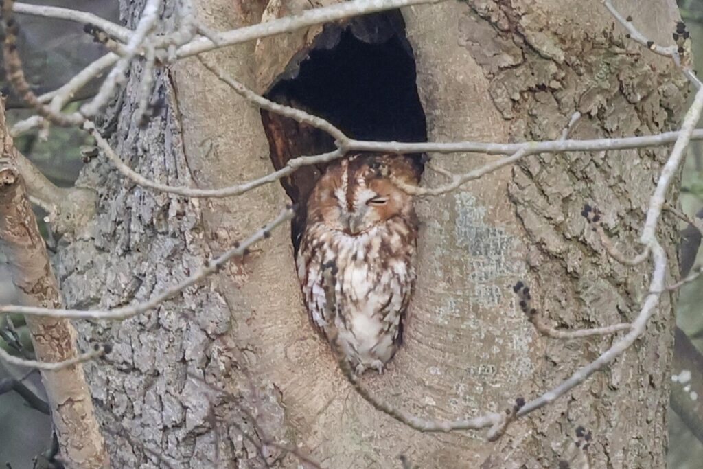 Tawny Owl