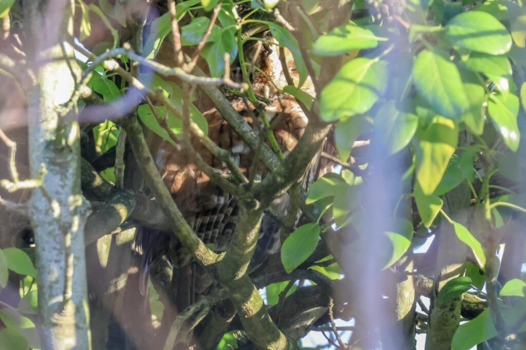 Tawny Owl