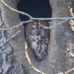 Tawny Owl