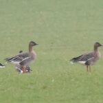 Tundra Bean Geese