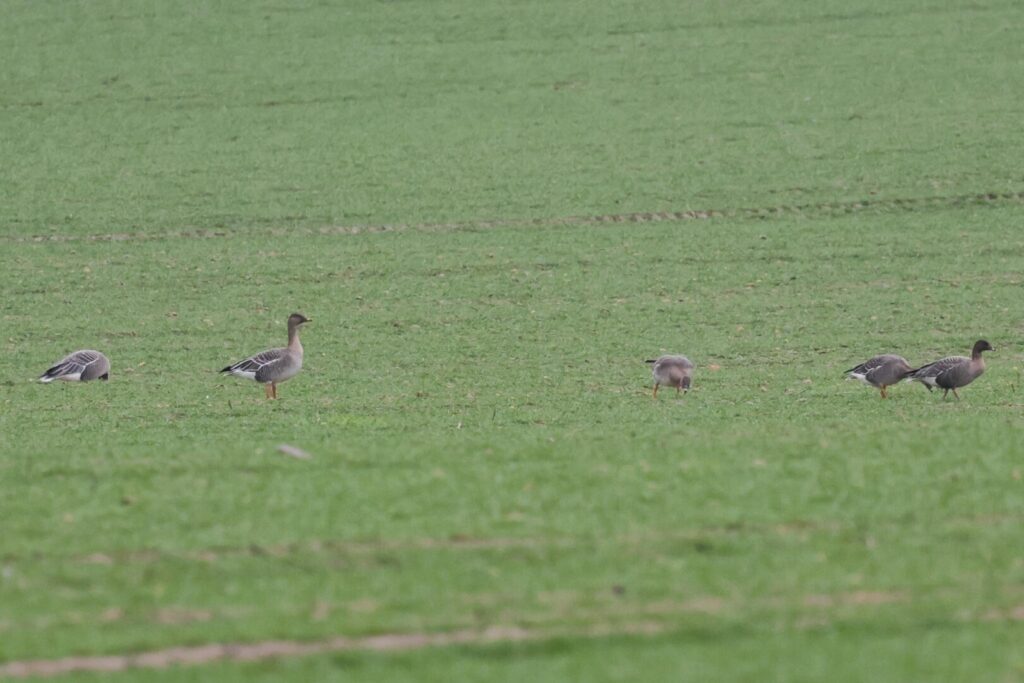 Tundra Bean Geese