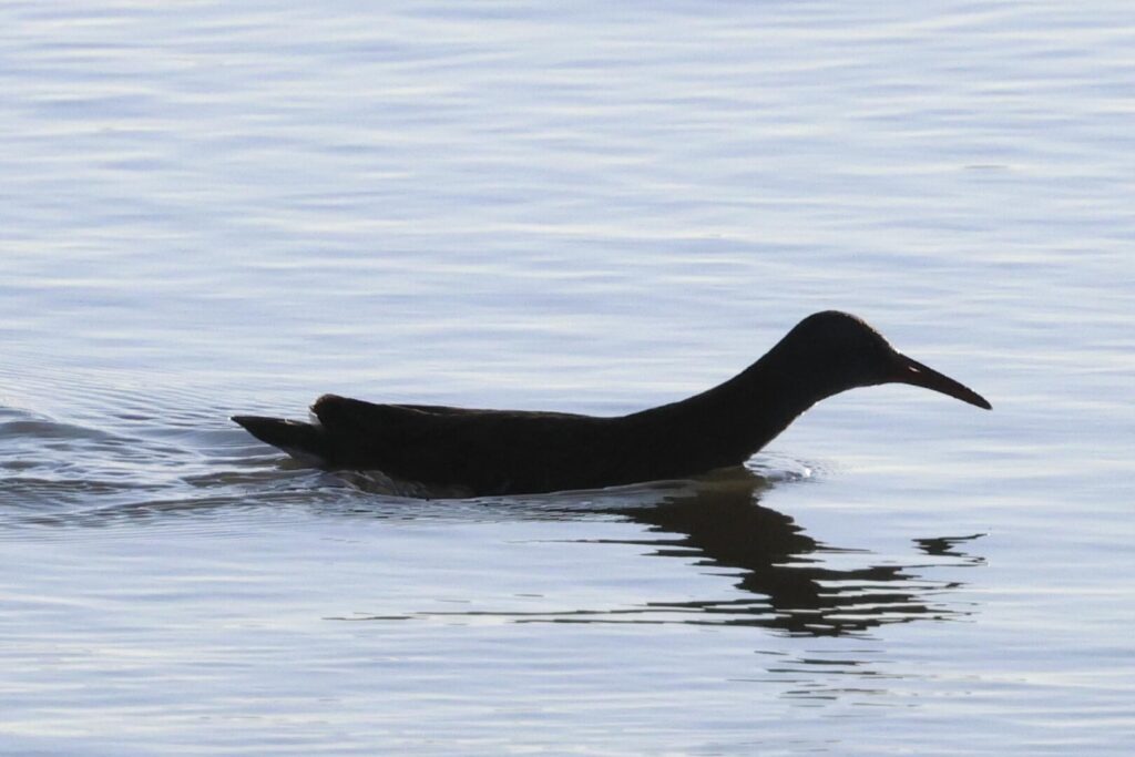 Water Rail