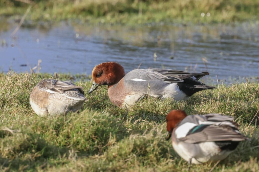 Wigeon