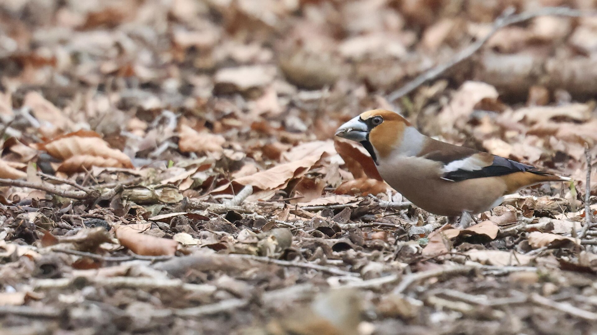 Hawfinch