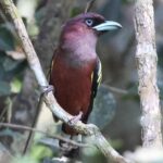 Banded Broadbill