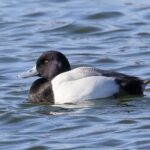 Greater Scaup