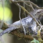 Hodgson's Frogmouth