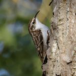 Treecreeper