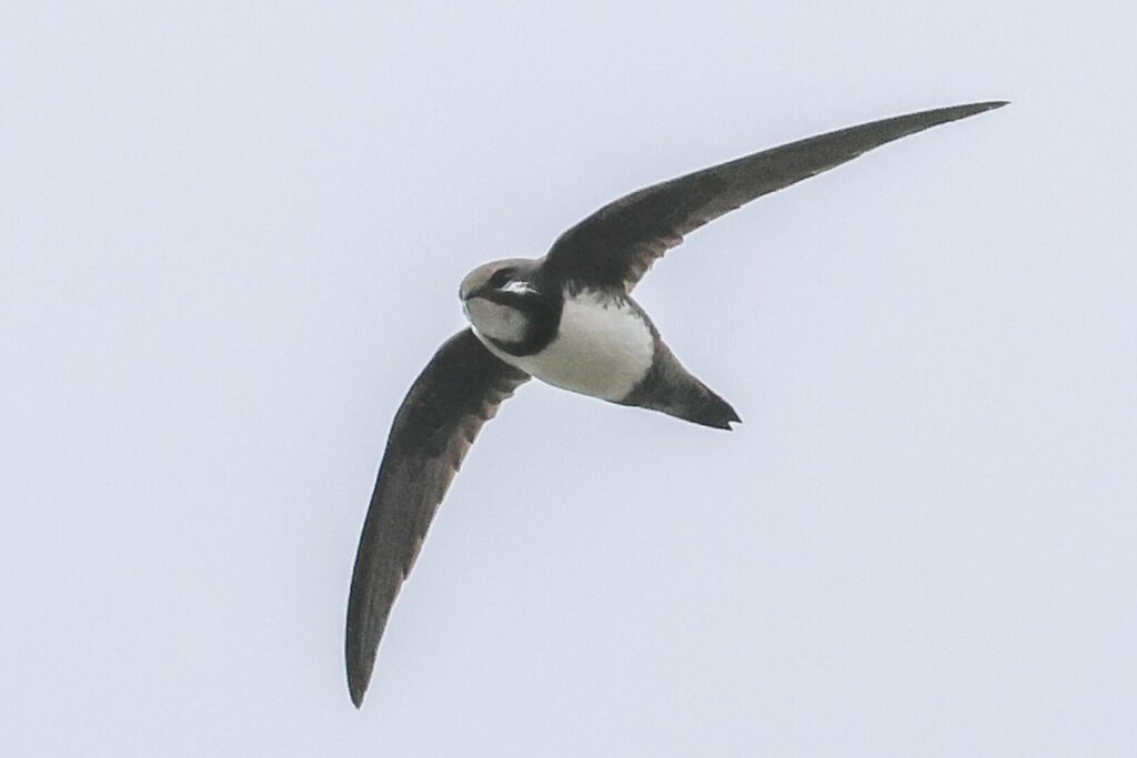 Alpine Swift