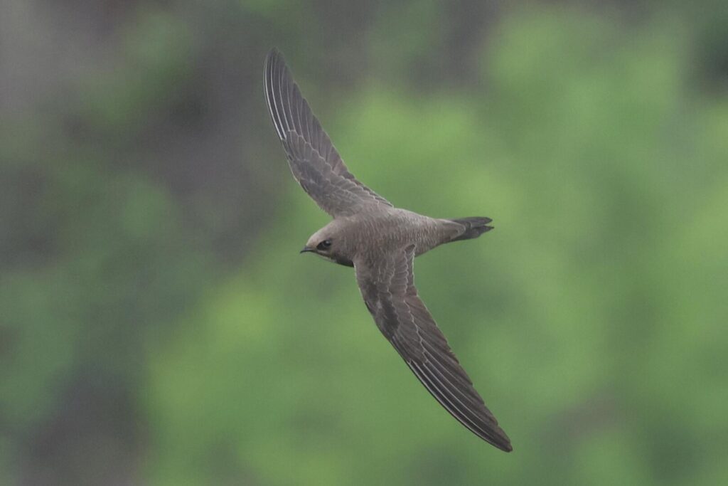 Alpine Swift