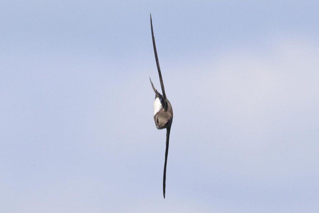 Alpine Swift