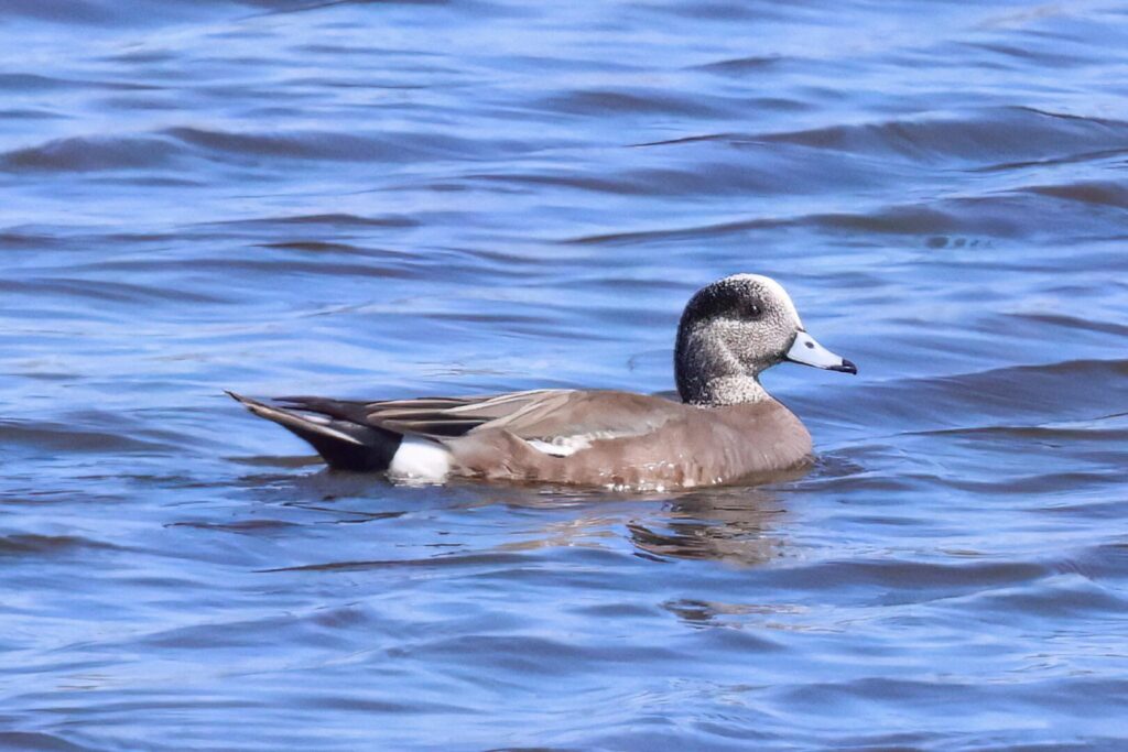 American Wigeon
