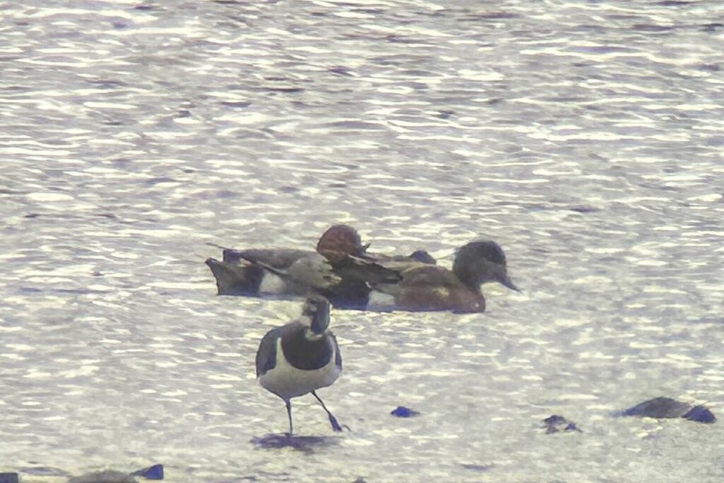 American Wigeon