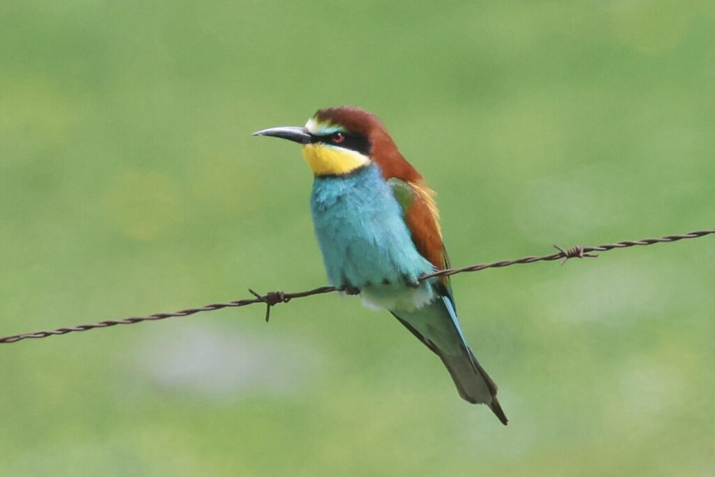 Bee-eater
