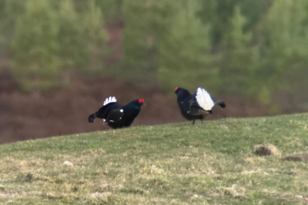 Black Grouse