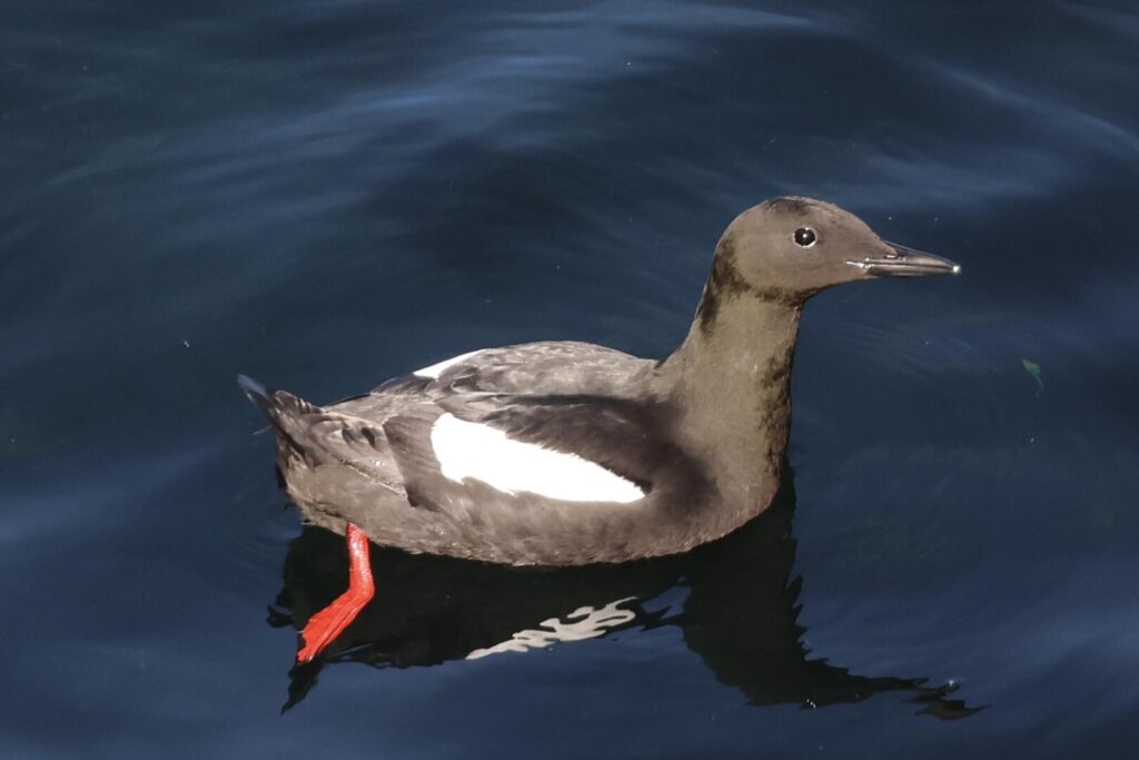 Black Guillemot