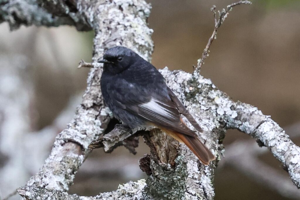 Black Redstart