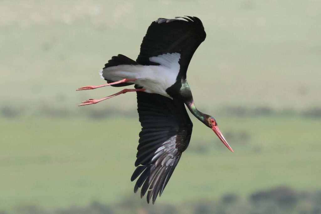 Black Stork