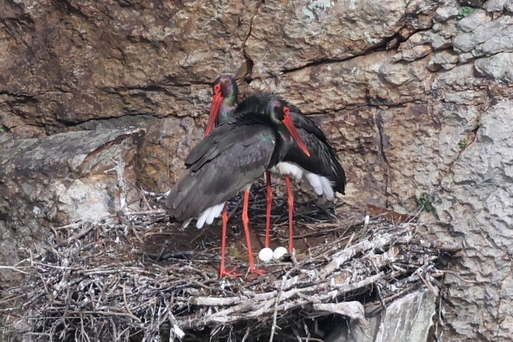 Black Storks