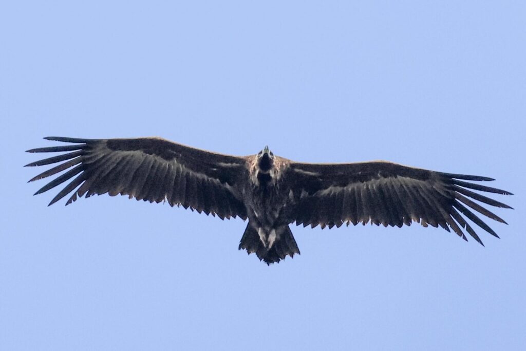 Black Vulture