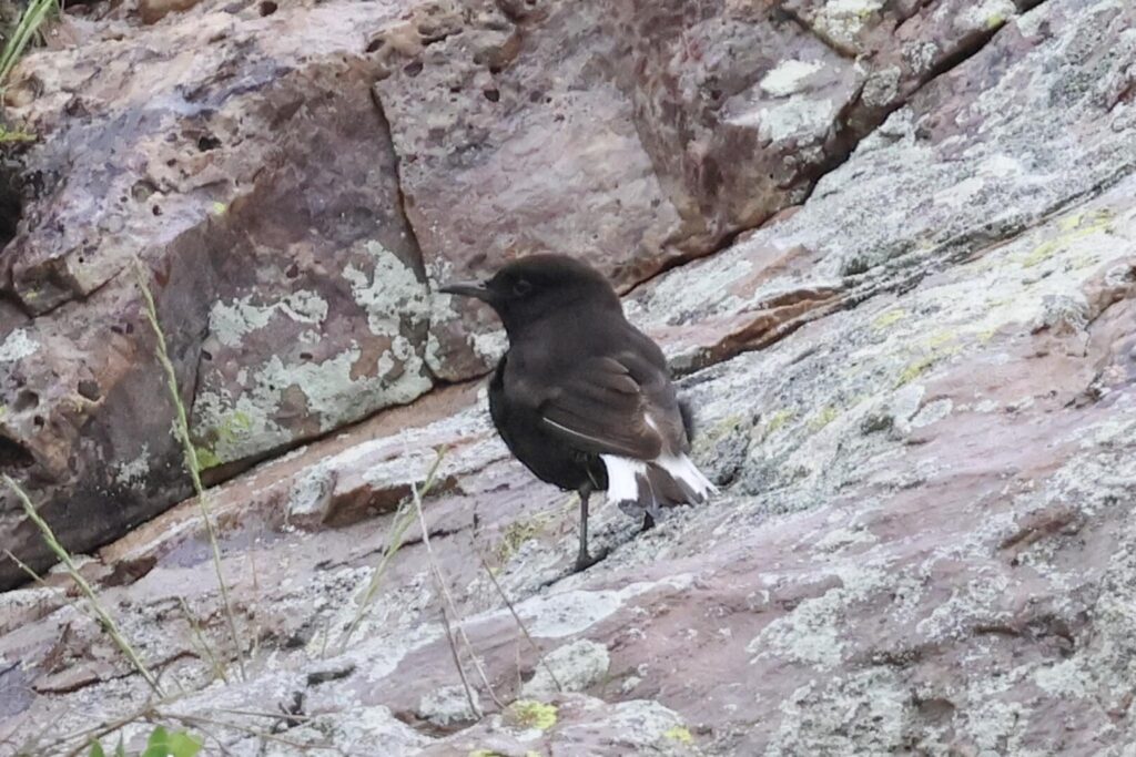 Black Wheatear