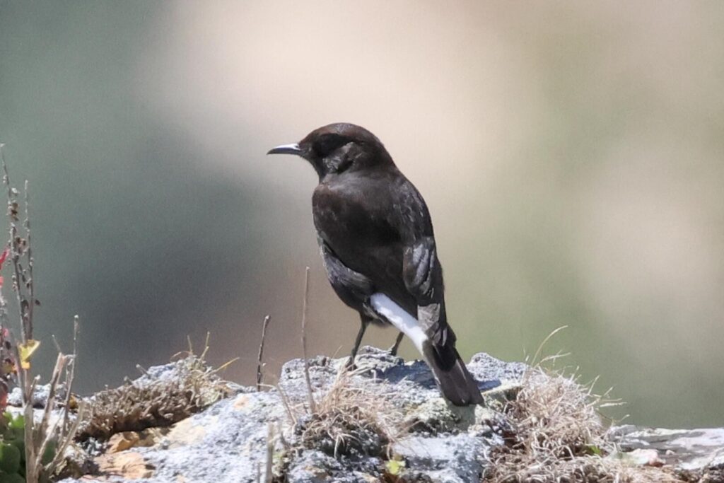Black Wheatear