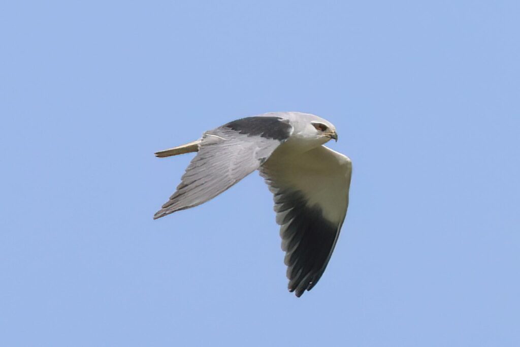 Black-winged Kite