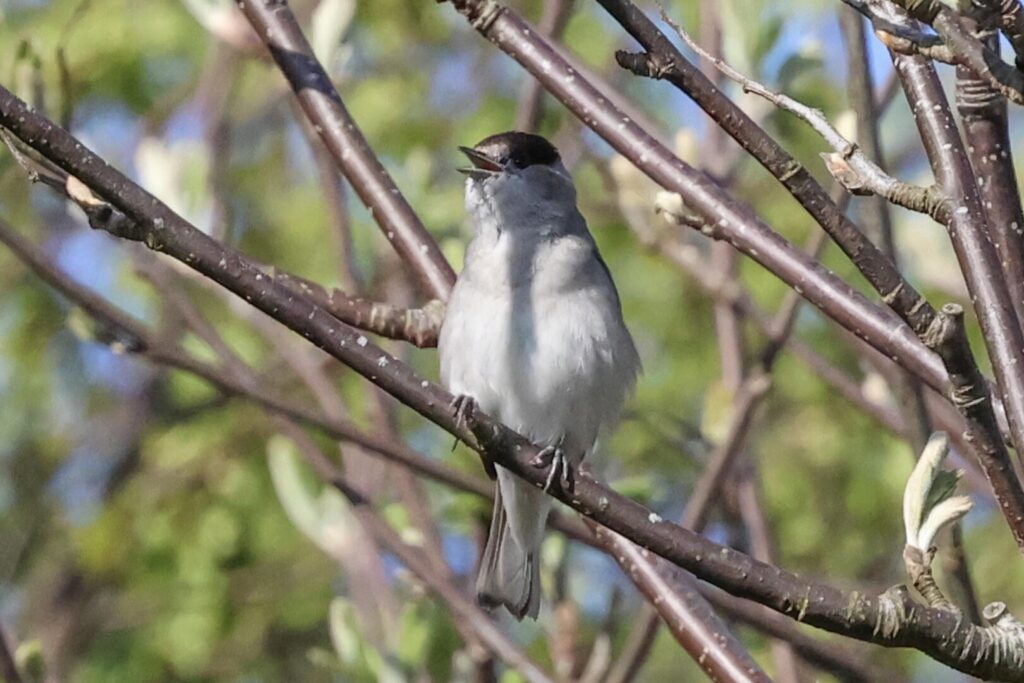 Blackcap