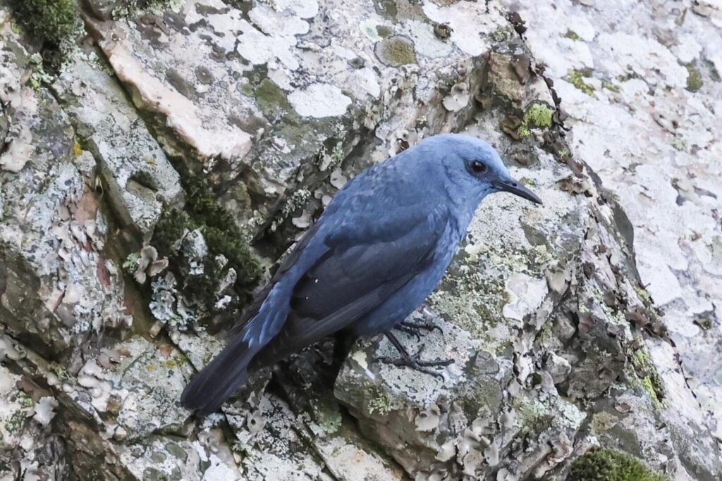 Blue Rock Thrush