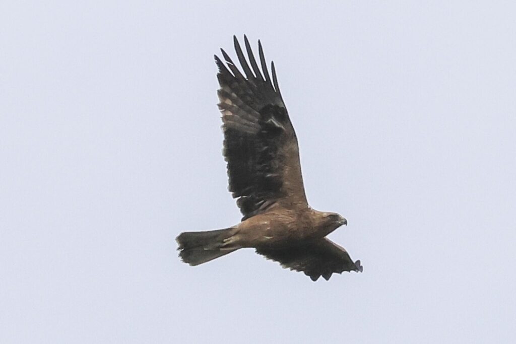 Booted Eagle