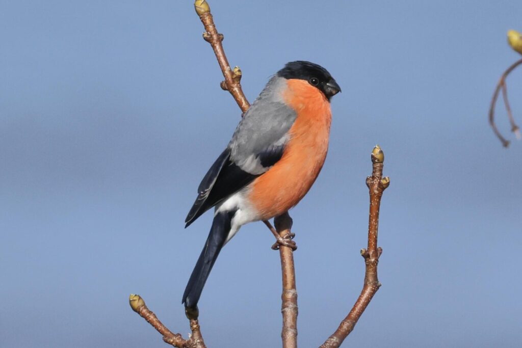 Bullfinch
