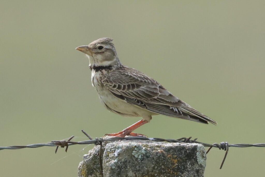 Calandra Lark