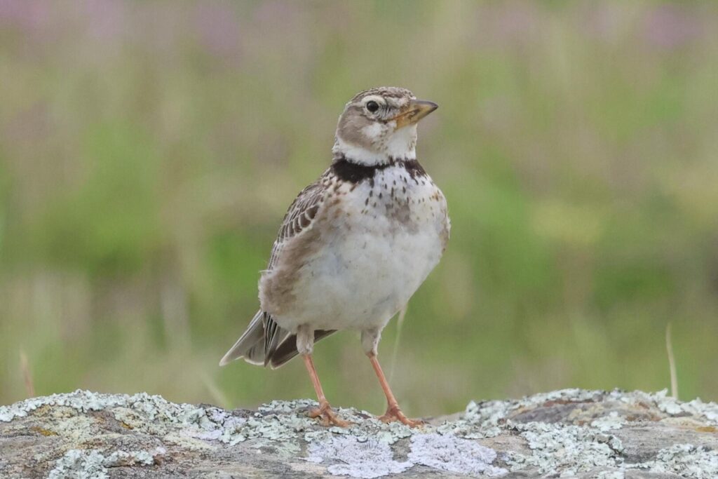 Calandra Lark