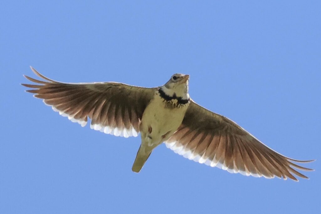 Calandra Lark
