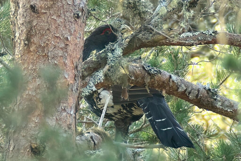 Capercaillie
