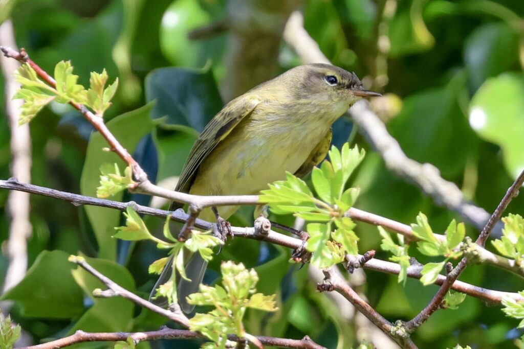 Chiffchaff