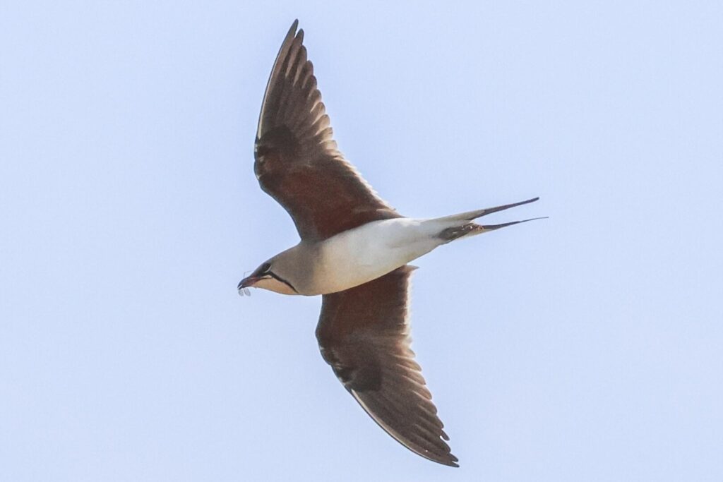 Collared Pratincole