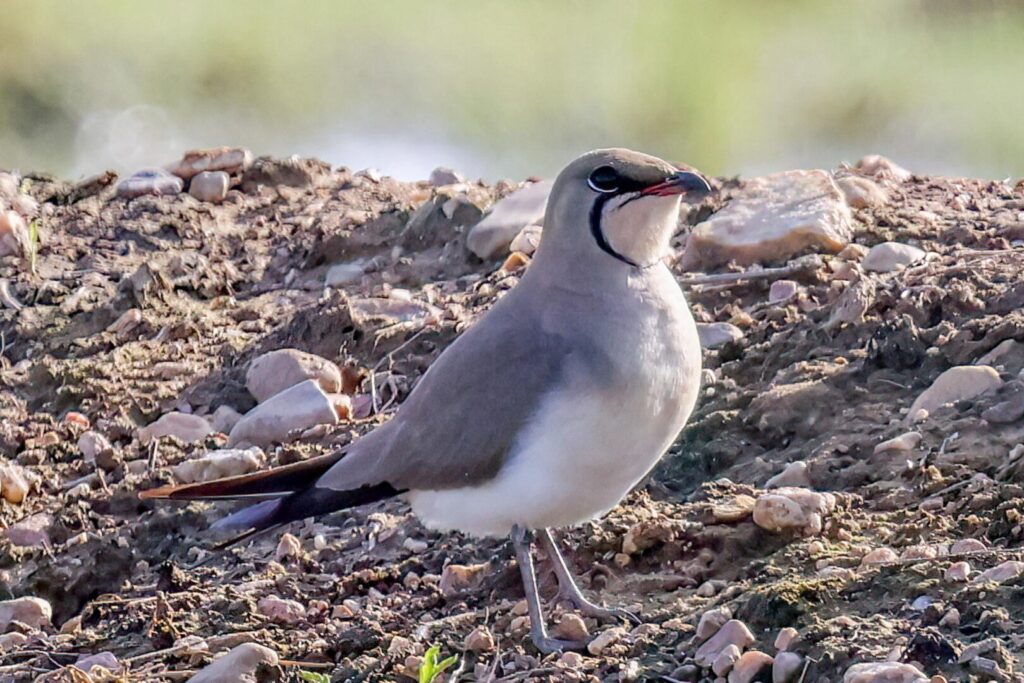 Collared Pratincole