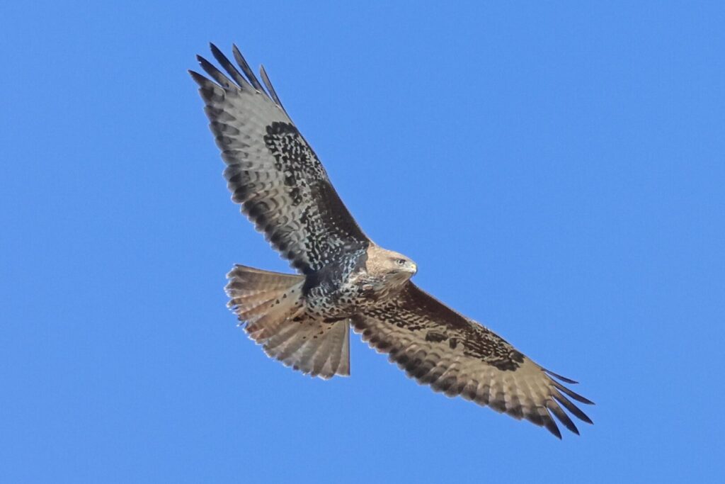 Common Buzzard